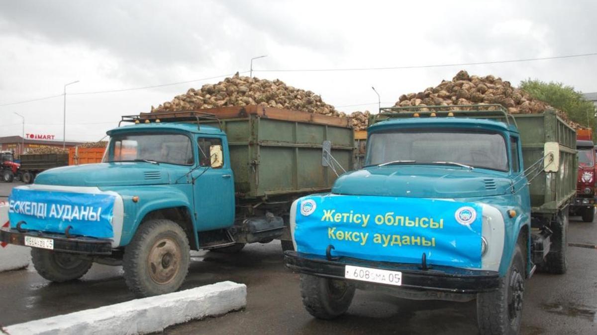 Жетісудағы қант зауыттары қант қызылшасын қабылдай бастады