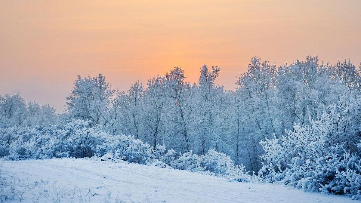 деревья в снегу