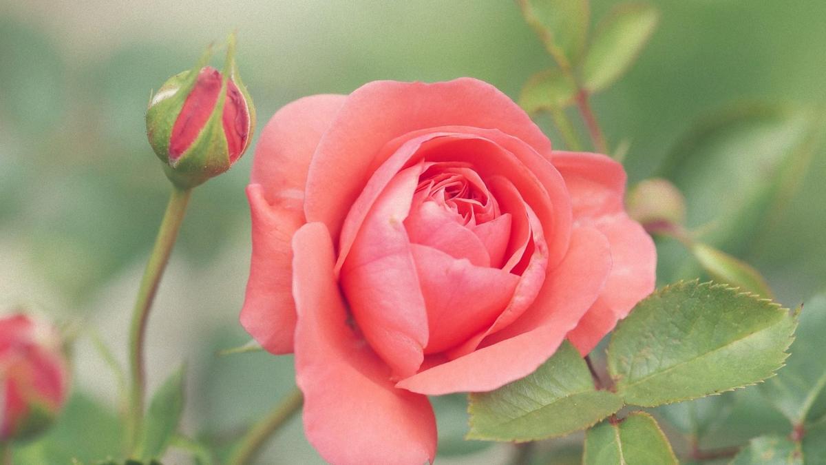 Как правильно ухаживать за розами весной: секреты и советы