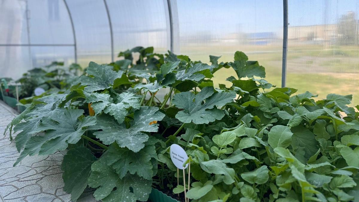 "Зеленая лаборатория"