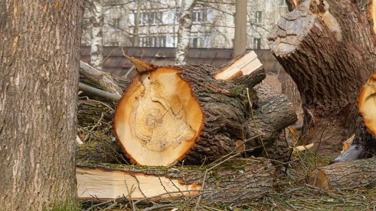 Вырубка деревьев