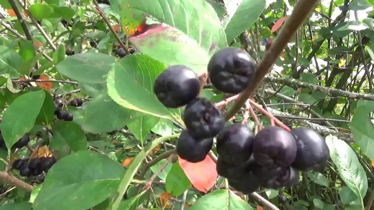 Черноплодная рябина польза и противопоказания NUR.KZ