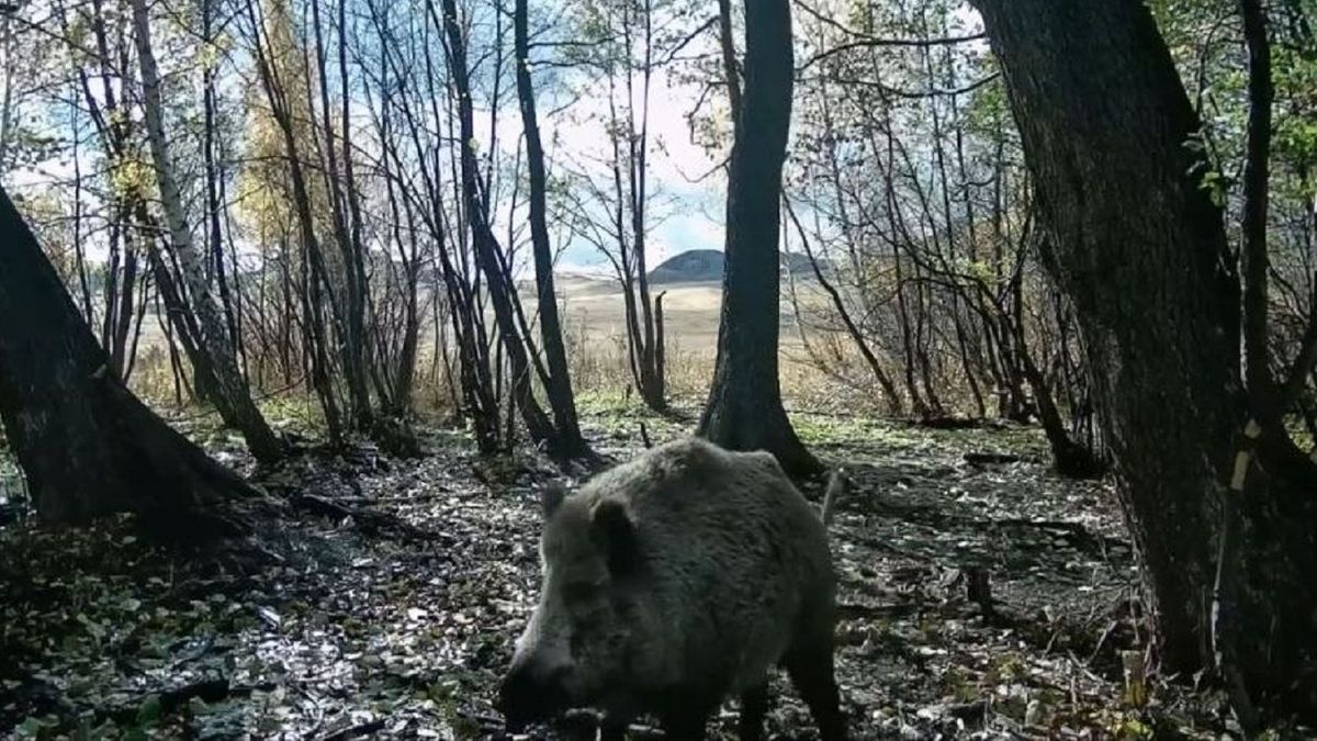 Кабан