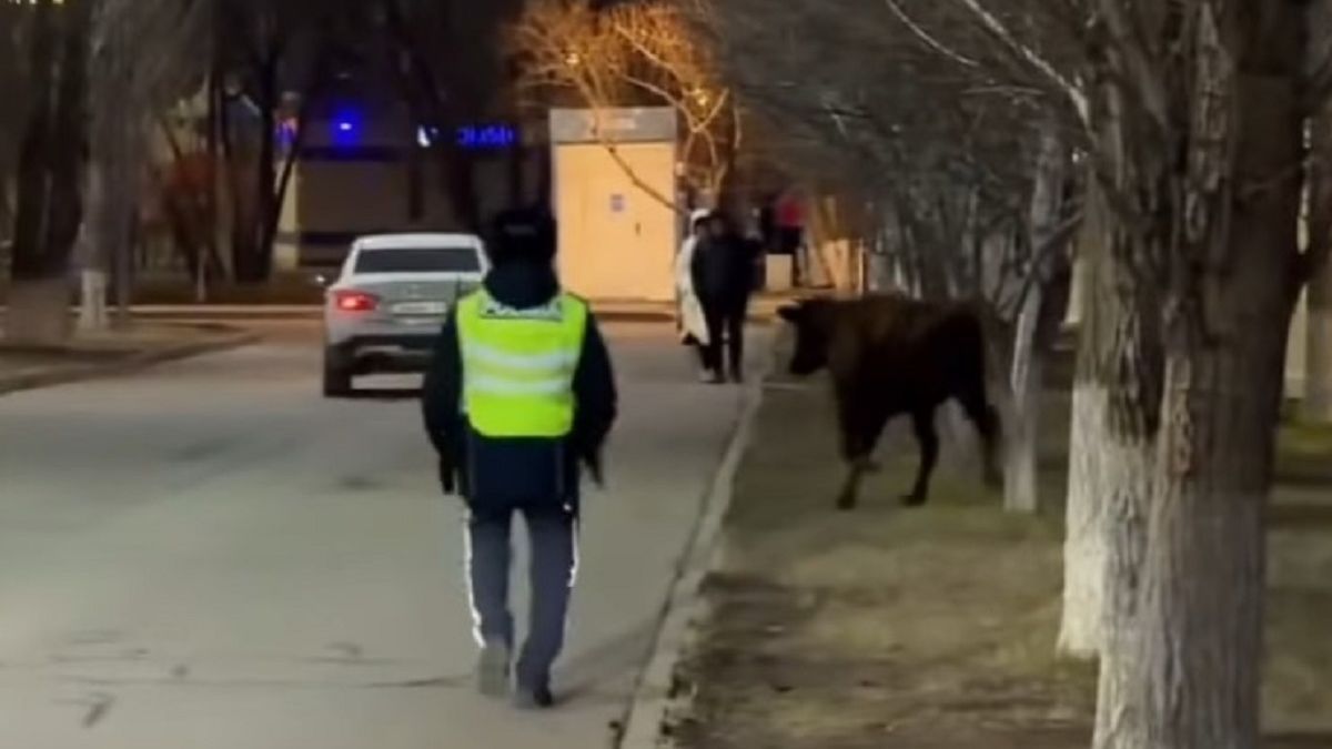 Полицейский и корова