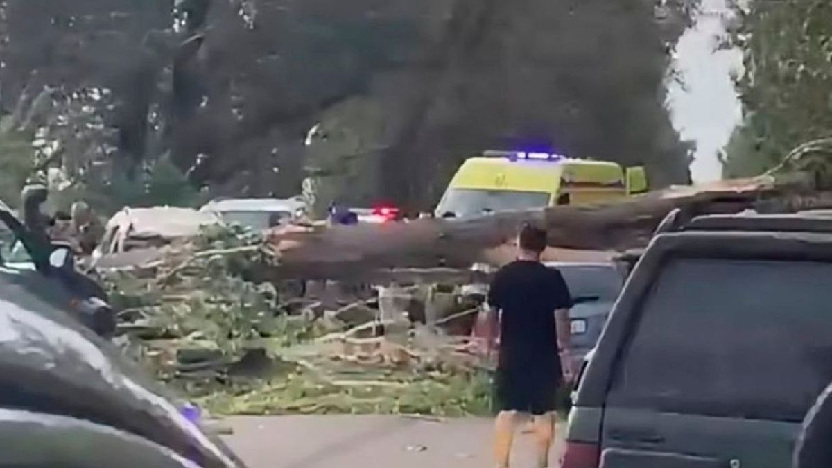 Дерево упало на автомобили