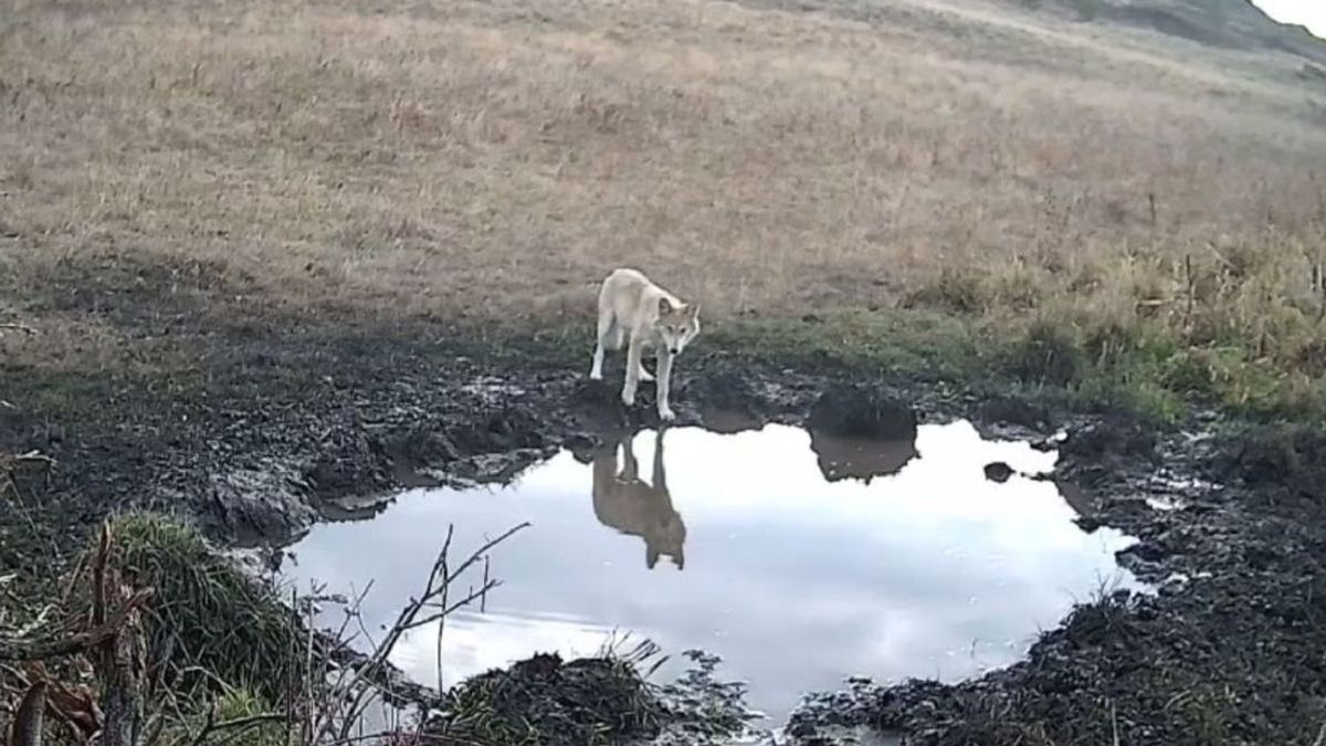 Қасқыр