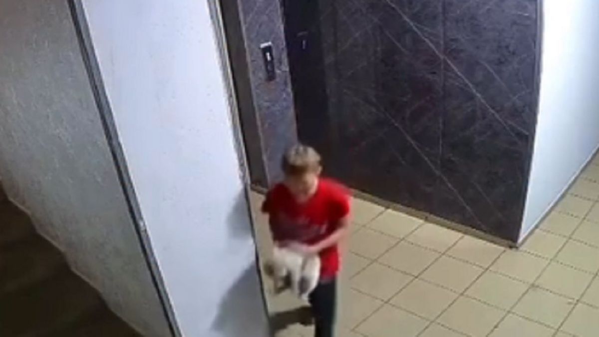 "Вопиющий случай": школьник жестоко издевался над кошкой в Алматы
