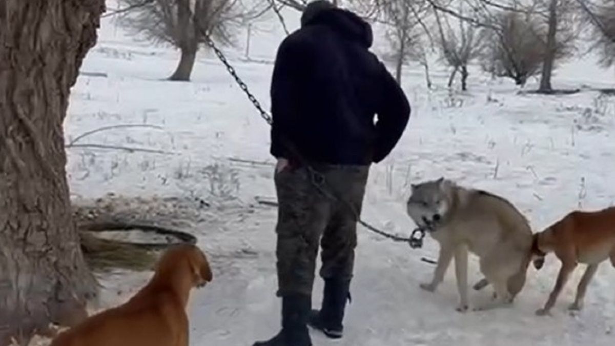 Волк на цепи в области Абай