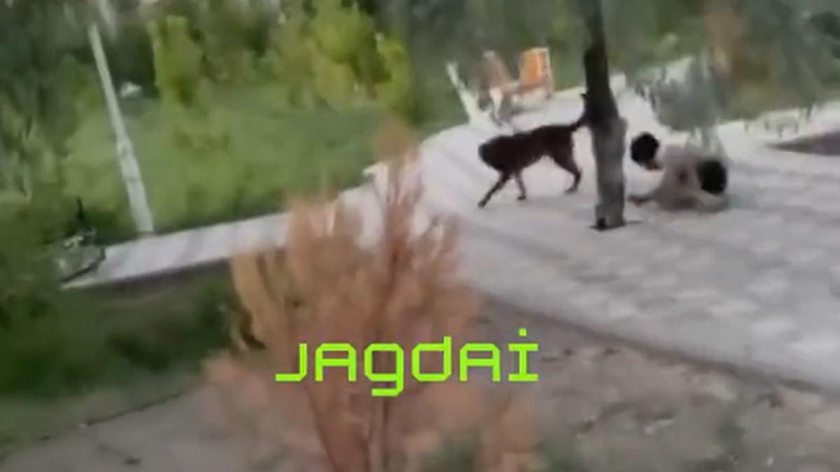 Собака напала на ребенка