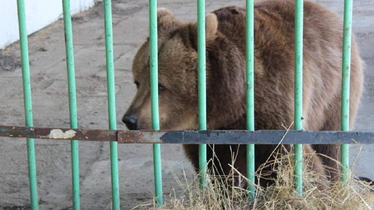 Медведица в Костанайской области