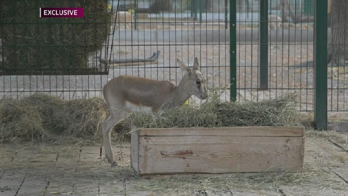 Спасенный алматинцем джейран по имени Каракат