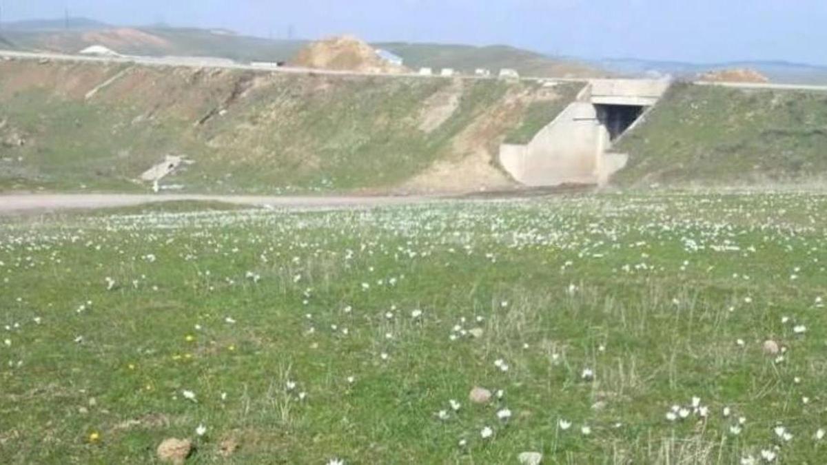 подснежники в Шымкенте подснежники в Шымкенте