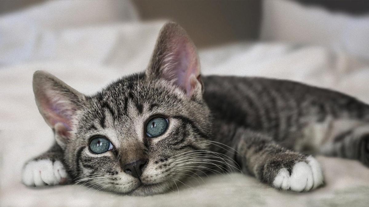 Самые ласковые породы кошек: топ-10 самых милых разновидностей домашних  питомцев