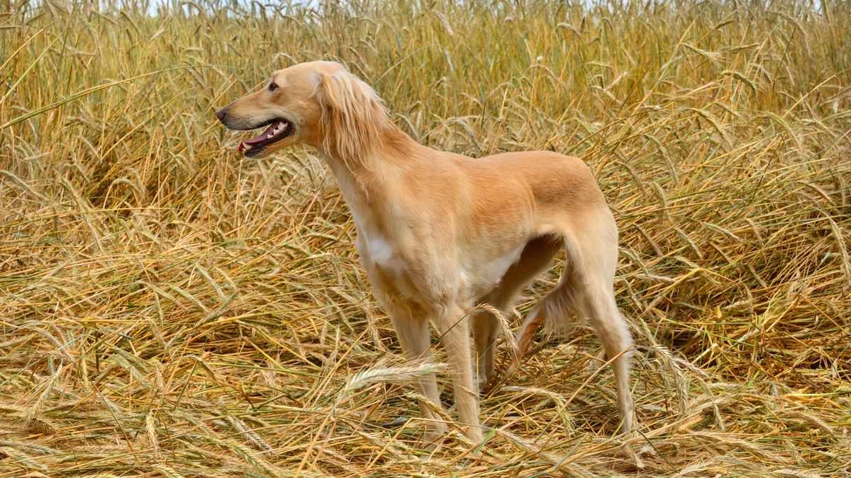 Тазы