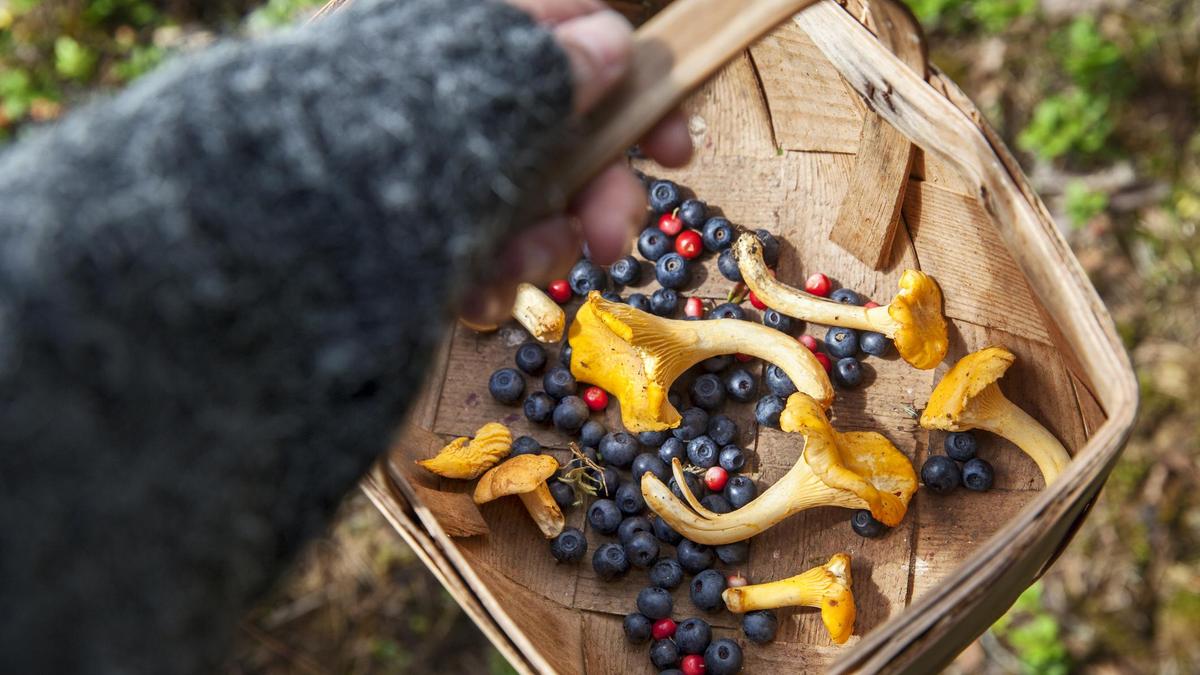 Корзинка с ягодами и грибами