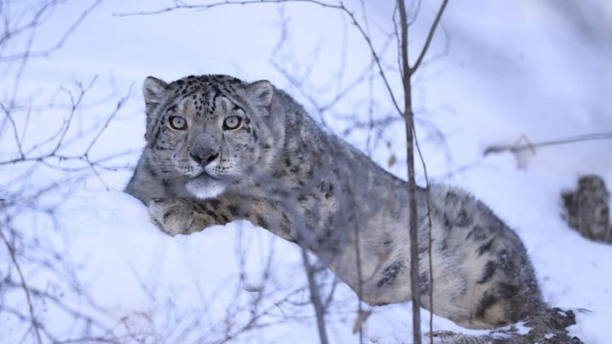 Снежный барс