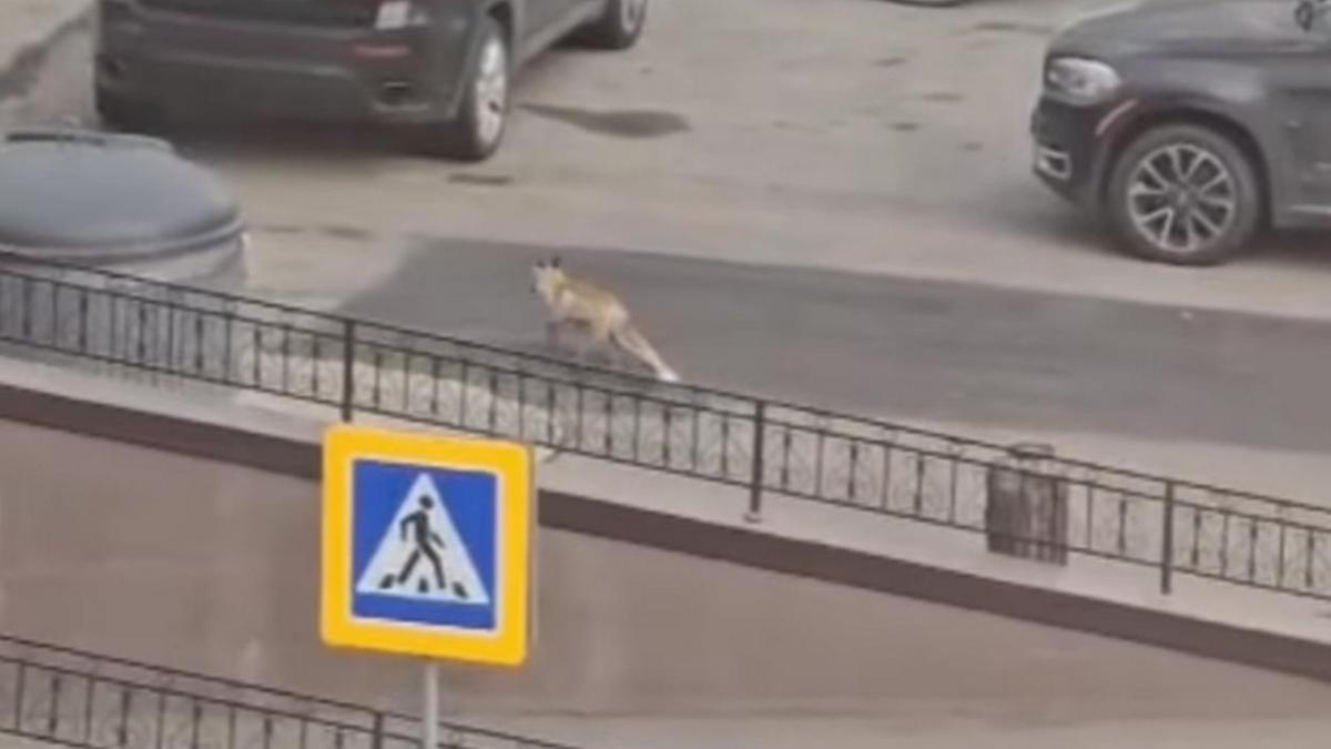 Лиса в Астане