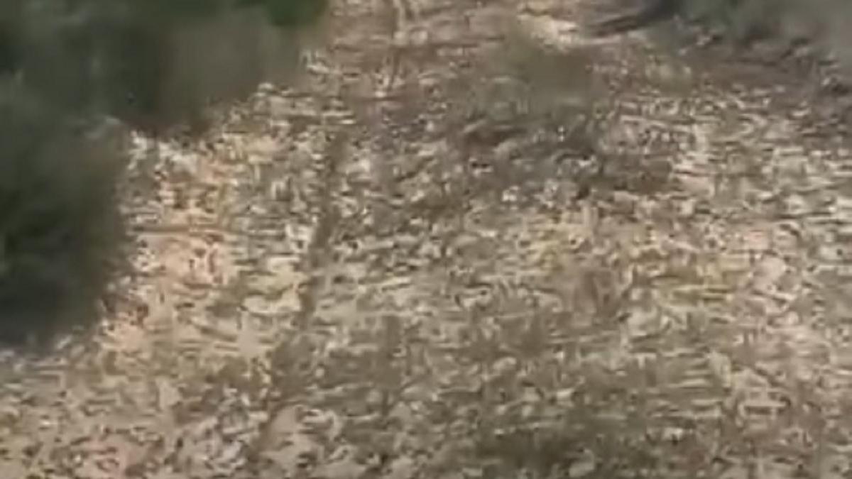 Саранча на дороге Саранча на дороге