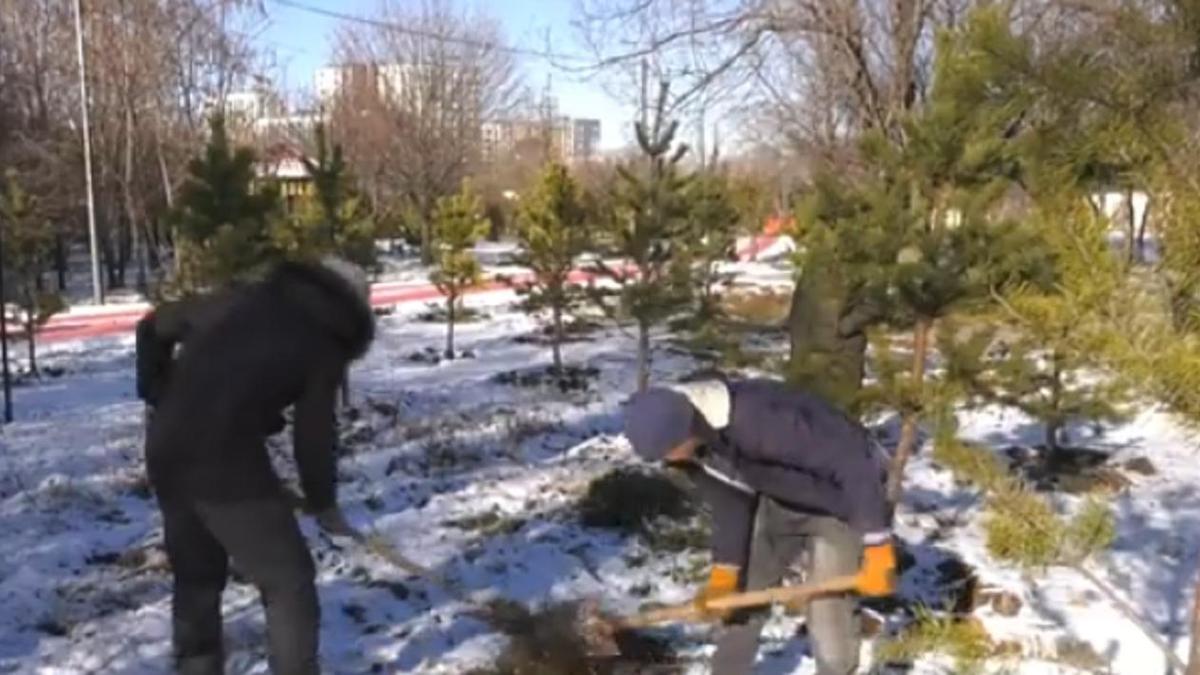 Шымкентте 1000 түп ағаш отырғызылды Шымкентте 1000 түп ағаш отырғызылды