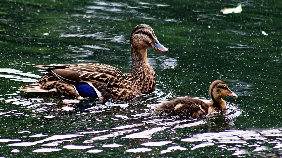 Утка с утенком в пруду