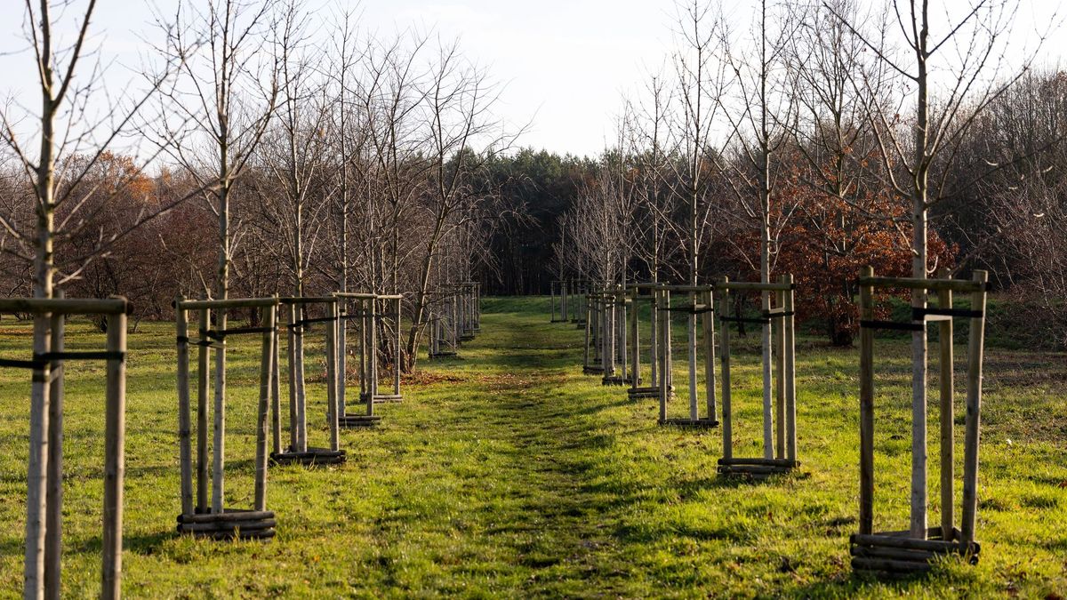 тропа среди деревьев