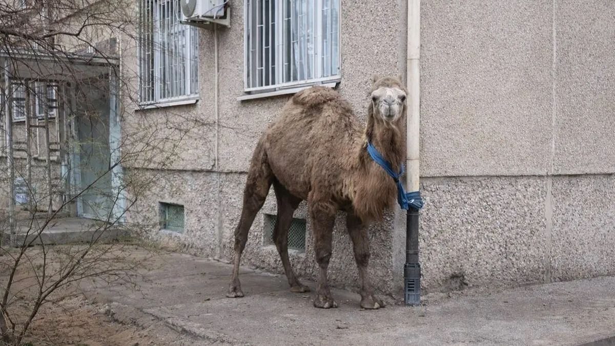 Верблюд у дома в Актау