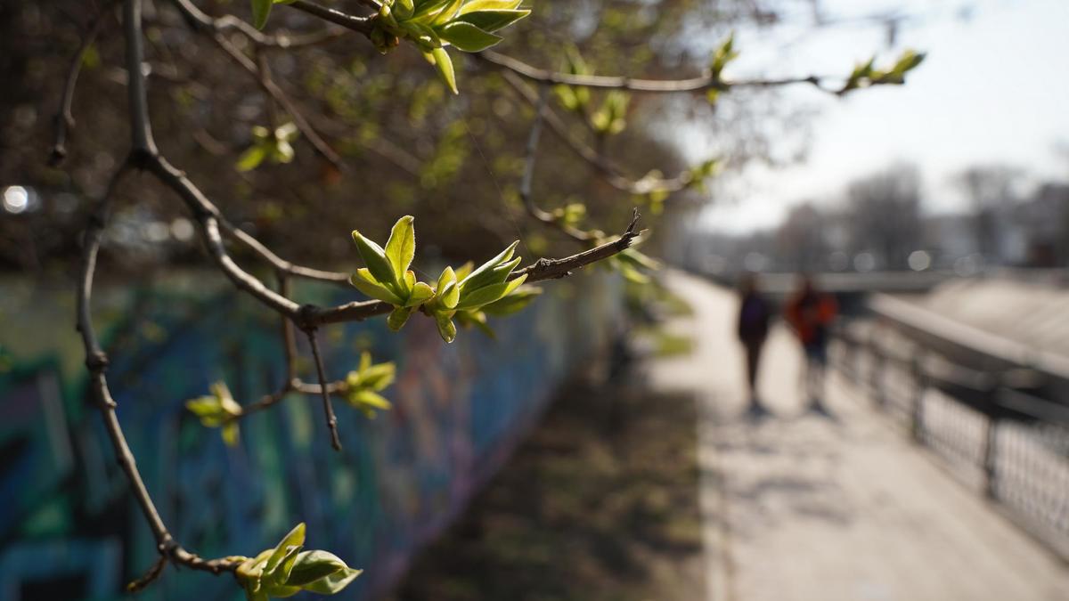 Распустившаяся ветка в солнечную погоду