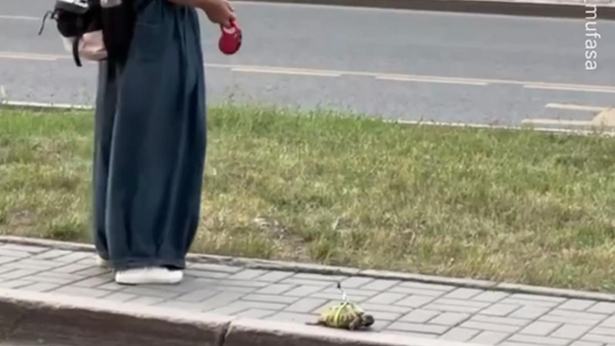 Выгул черепахи