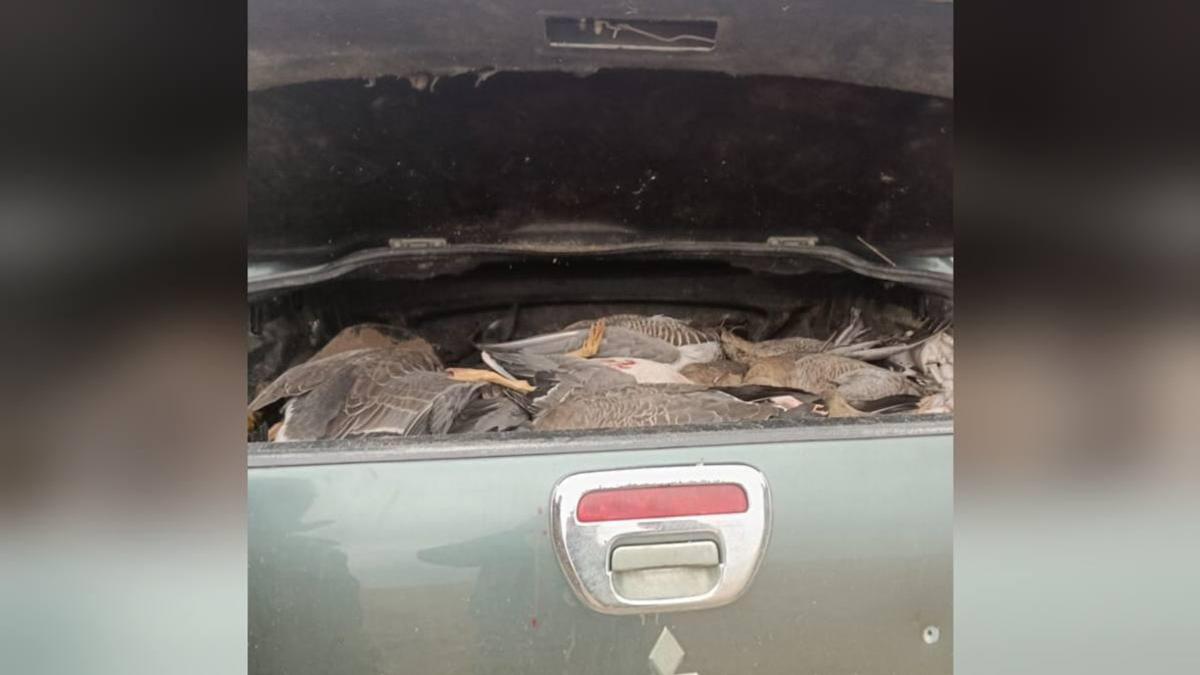 Багажник авто с отстрелянными птицами