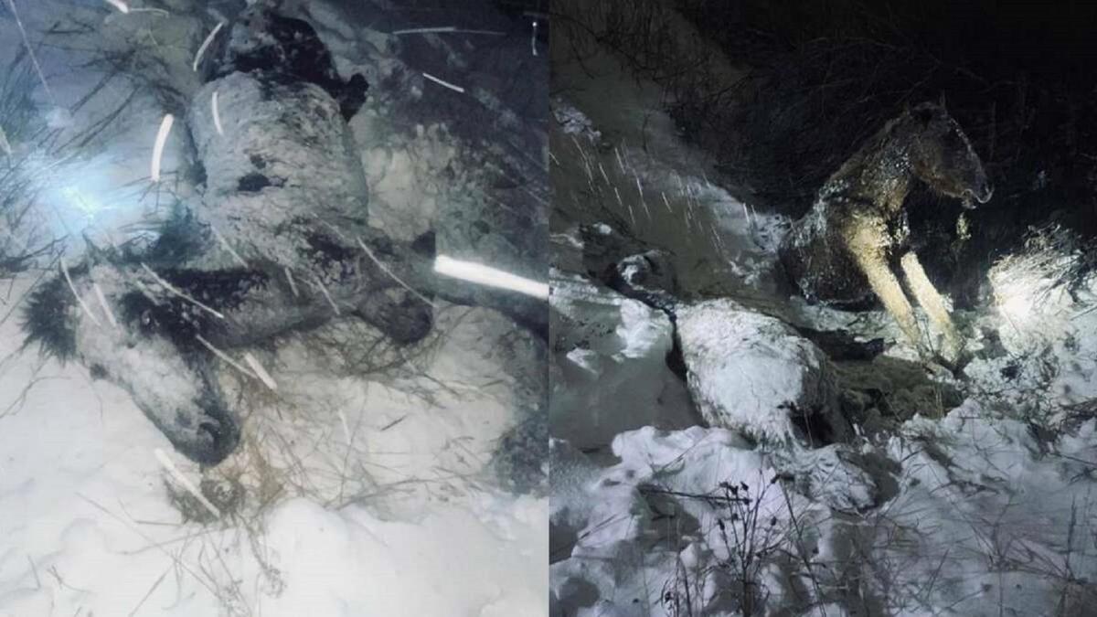 Павлодар облысында пойыз астында қалған жылқылар Павлодар облысында пойыз астында қалған жылқылар