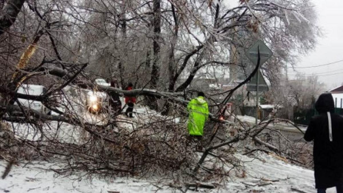 Ледяной дождь прошел во Владивостоке и повалил деревья