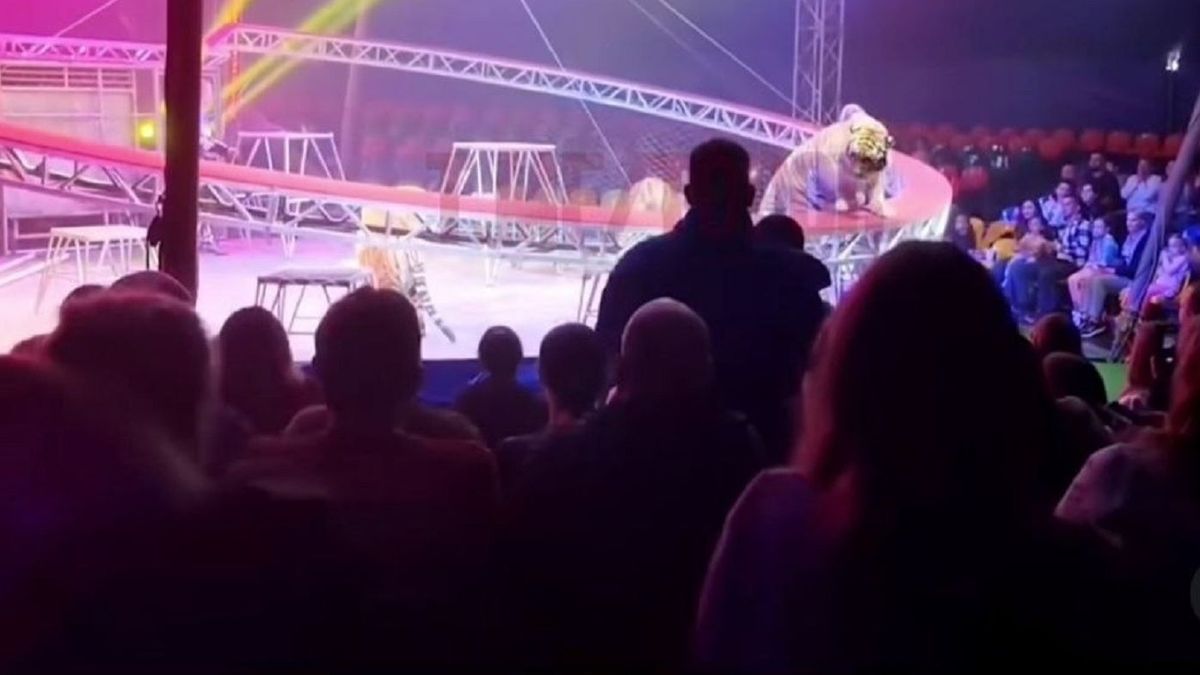 Тигр прыгнул в зрительный зал