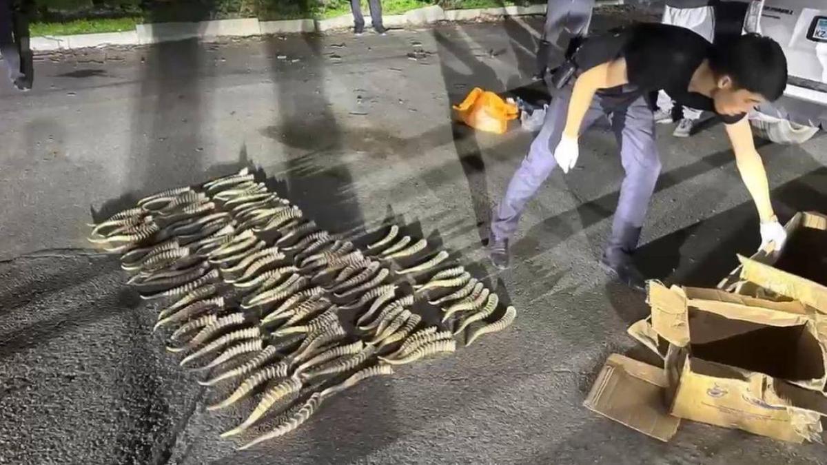 Рога сайгака выложили на дороге Рога сайгака выложили на дороге