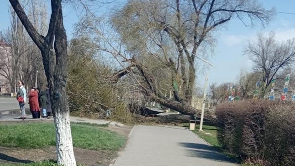 Упавшее на дорогу дерево