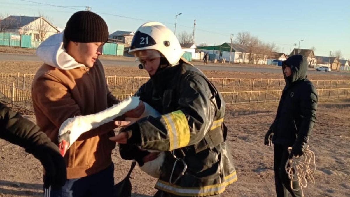 Спасатель держит в руках лебедя