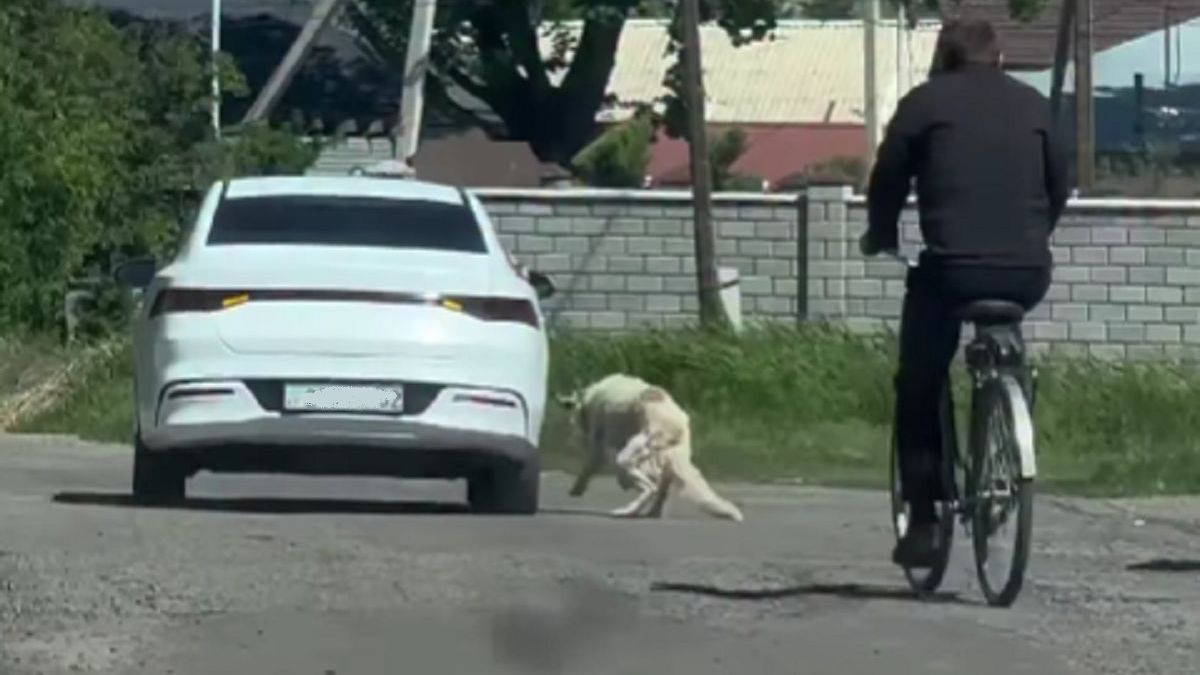Водитель тащит собаку