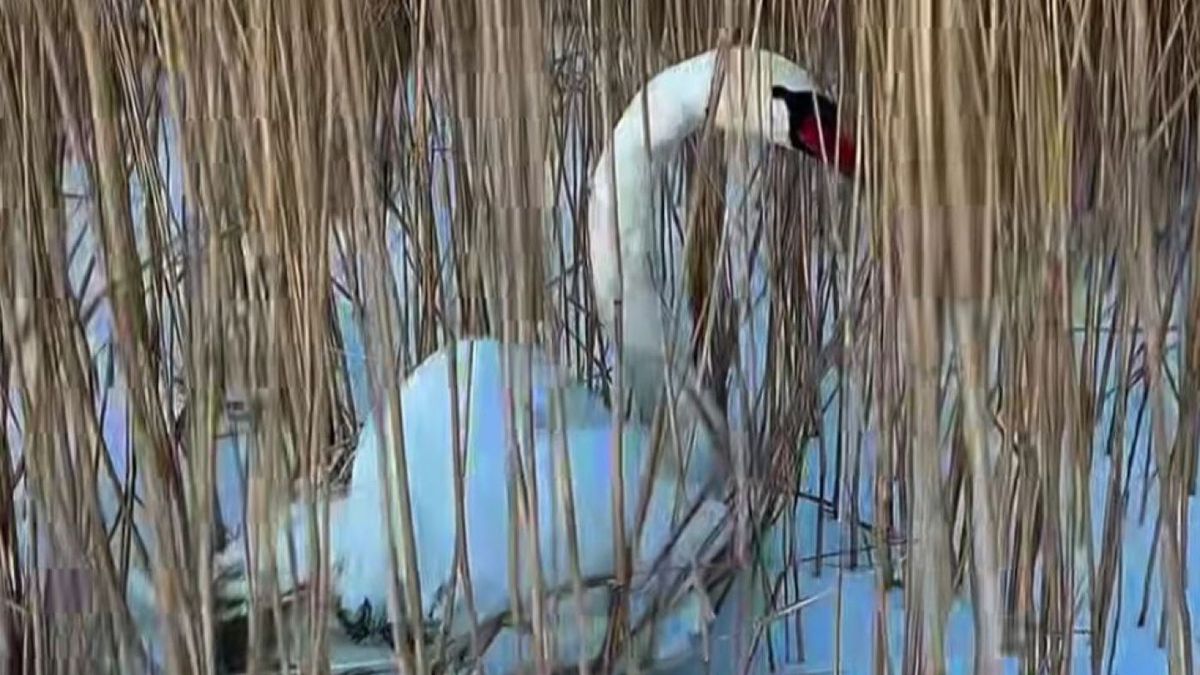 Белый лебедь в камышах