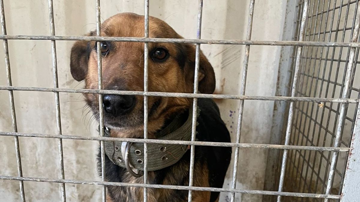 Собака в клетке