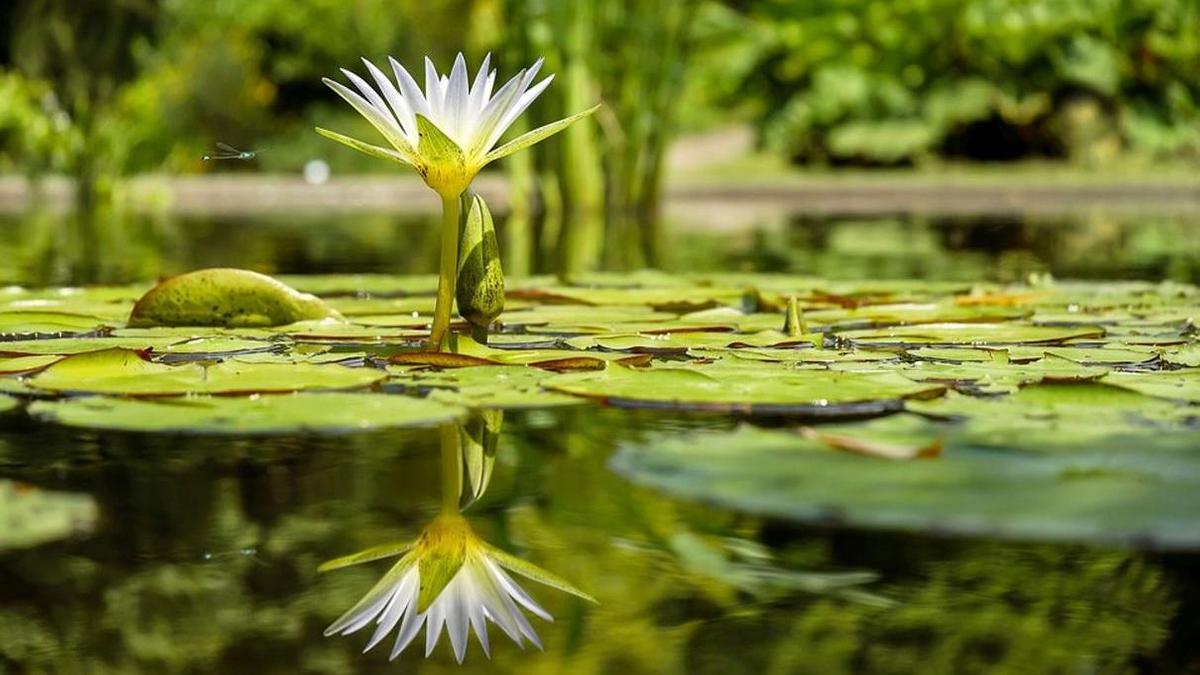 Растение держи вода фото