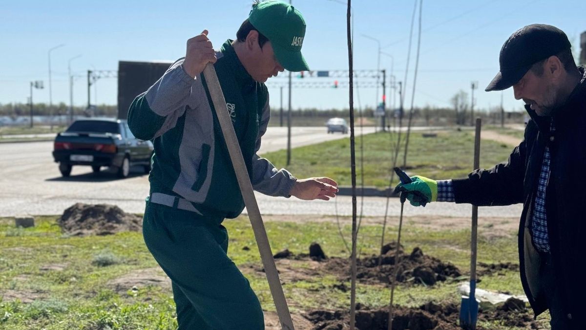 Тал көшеттерін отырғызу сәті