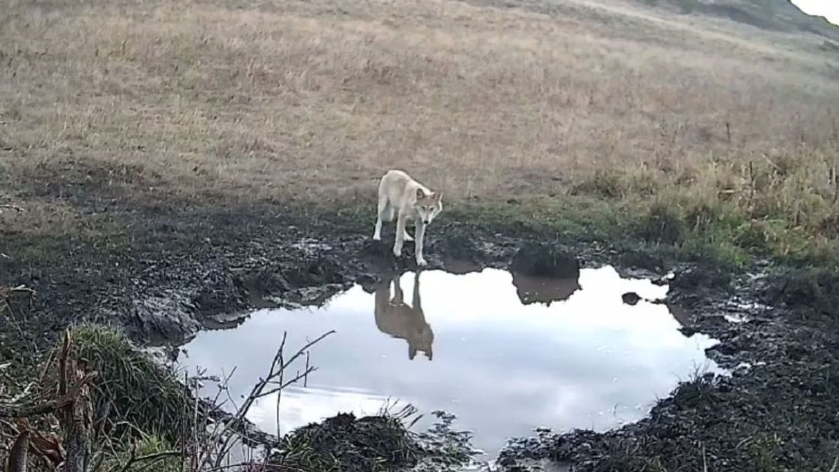 Волк