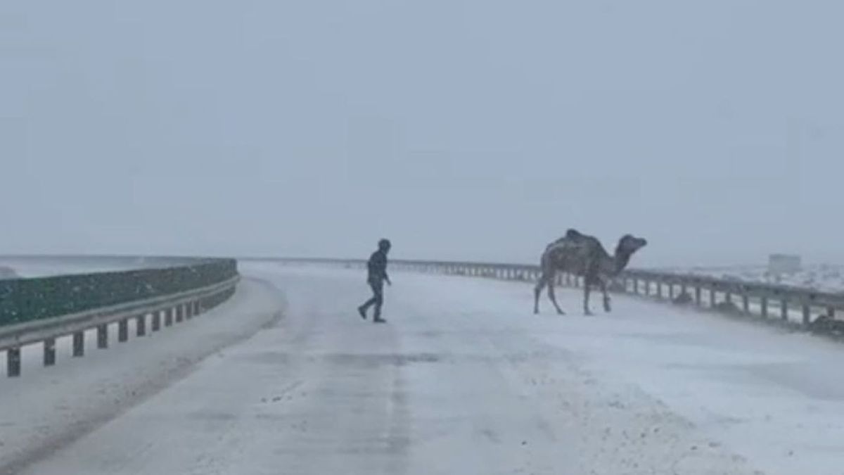 Полицейский отгоняет верблюда на трассе