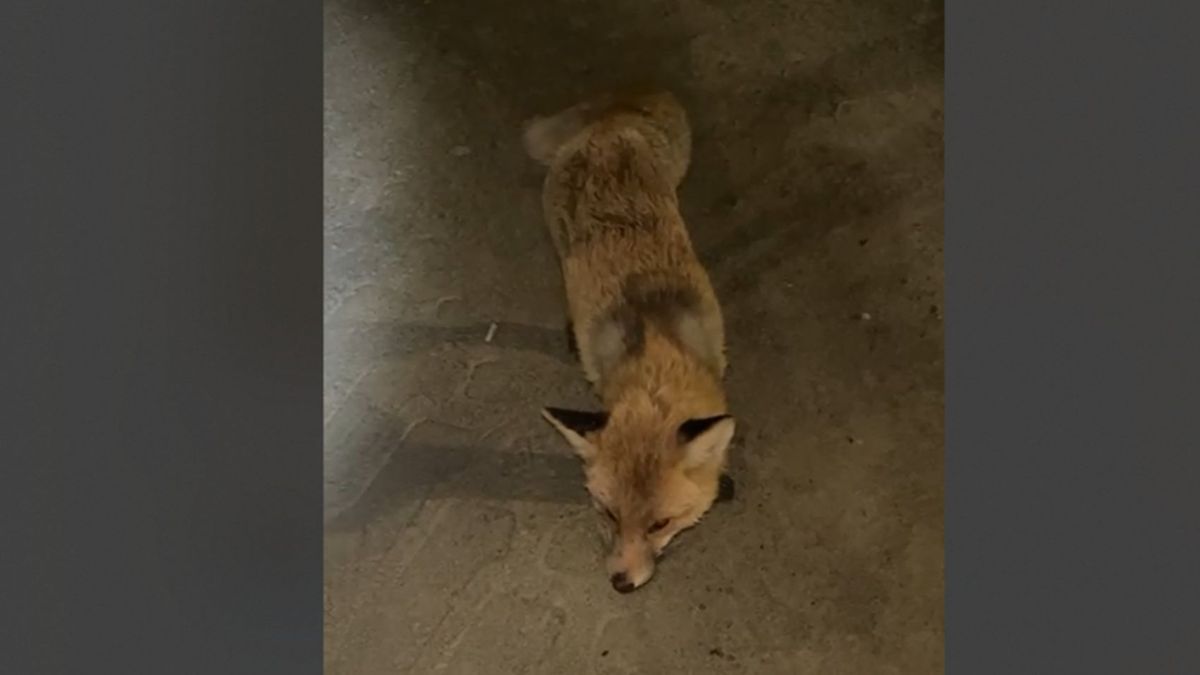 Тұрғындар суретке түсіріп алған түлкі