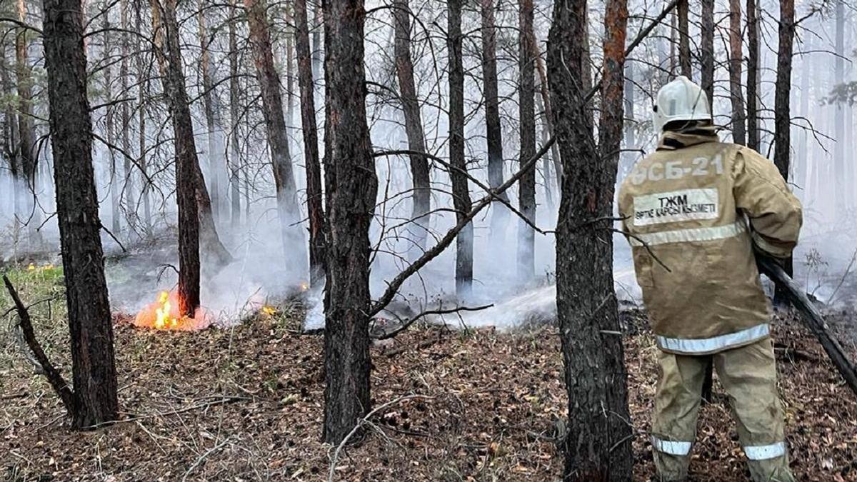 Пожарный тушит огонь между деревьев в лесу