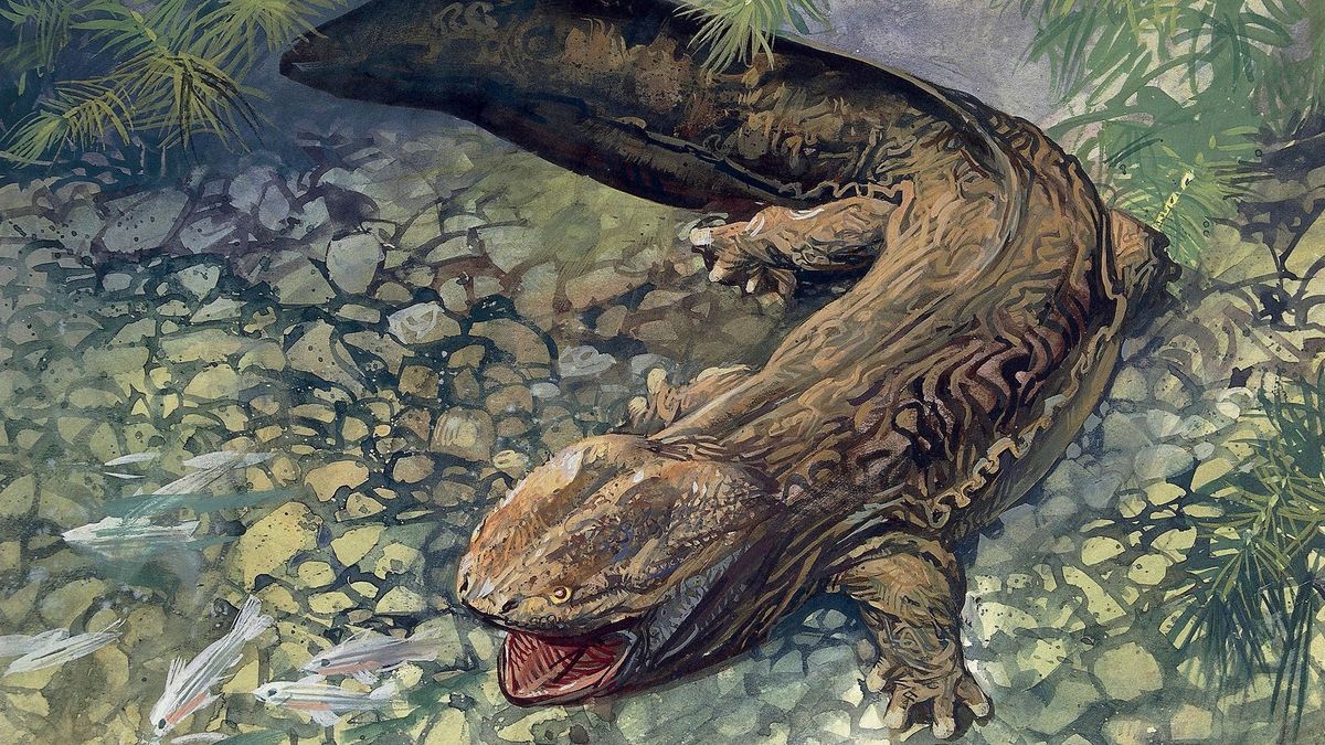 Гигантская саламандра Megalobatrachus maximus