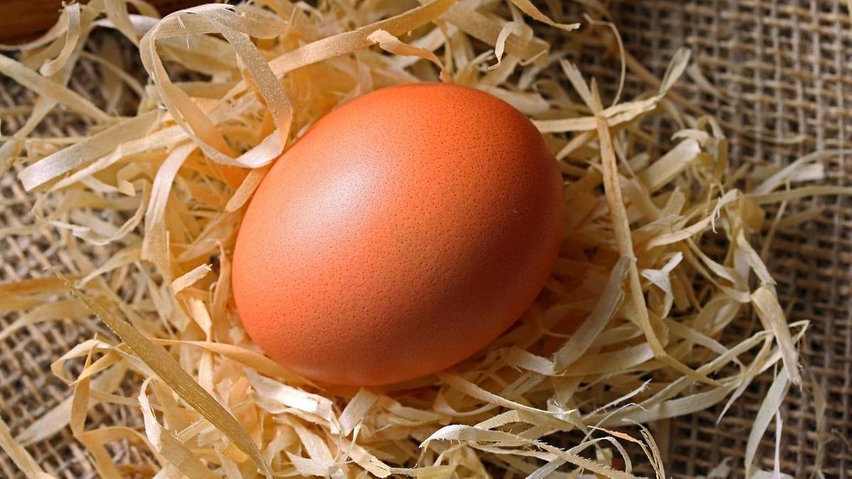 Чистое куриное яйцо