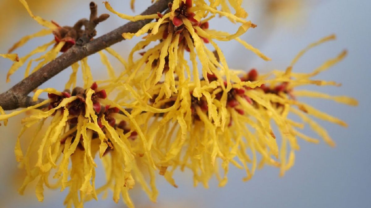 Гамамелис виргинский