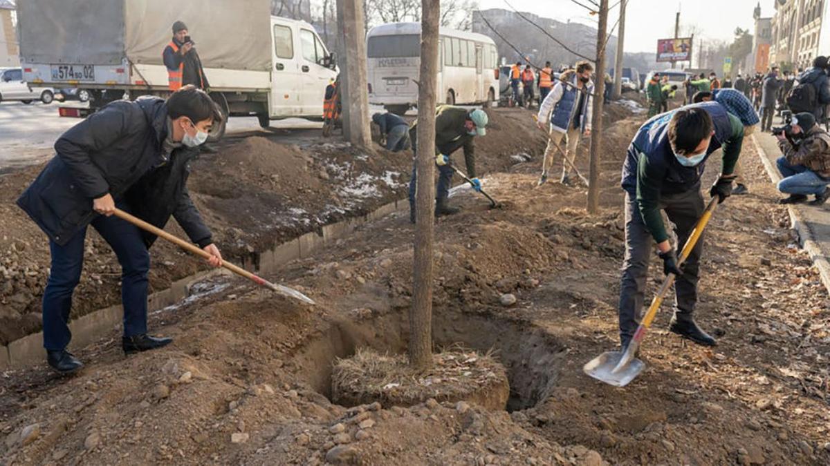 Высадка деревьев у магазина в Алматы