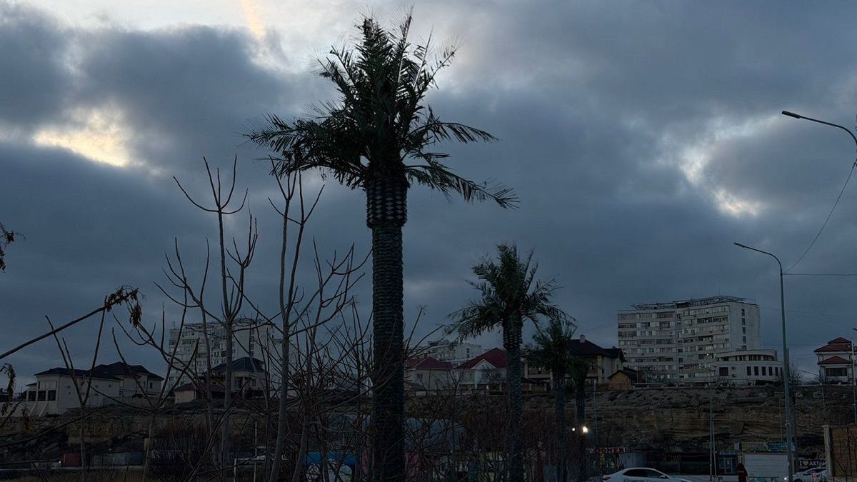 Пальмы в Актау