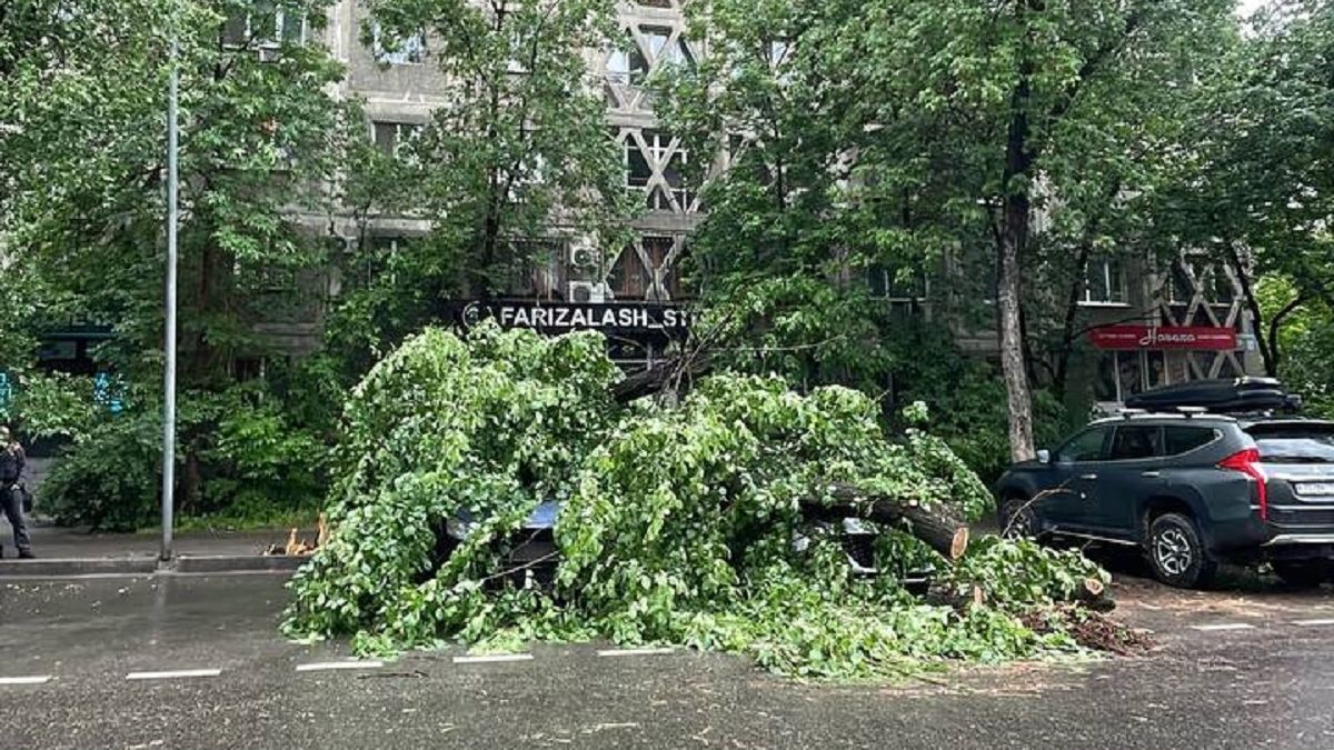 Дерево